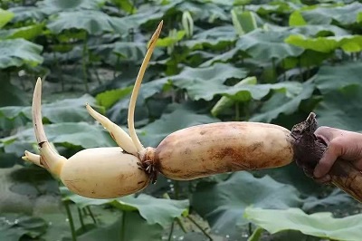 華逸府聯(lián)手湖北洪湖藕、江永芋頭，為您帶來健康原生態(tài)食材